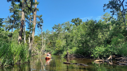 A person kayaking through a serene, lush green forest with tall trees and calm waters under a clear blue sky.