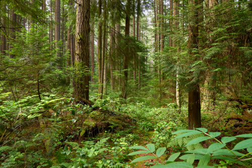 Lush green forest with tall trees, dense undergrowth, and dappled sunlight filtering through the leaves.