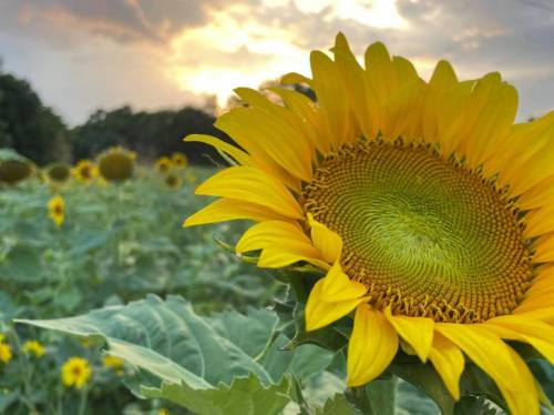 A close-up of a vibrant sunflower in a field, with a sunset and more sunflowers in the background.
