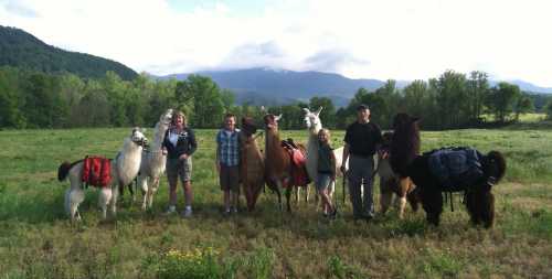 A group of people stands with llamas in a grassy field, surrounded by mountains and trees under a cloudy sky.