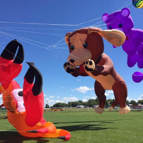 Colorful kites shaped like a dog and a bear soar against a blue sky, with a grassy field below.