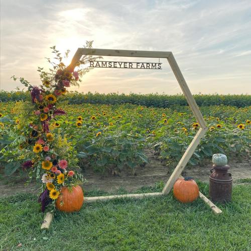A wooden arch adorned with flowers and pumpkins, set against a sunflower field at Ramseyer Farms.