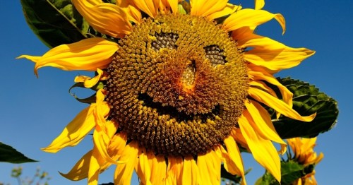 A cheerful sunflower with a smiling face made of seeds, surrounded by bright yellow petals against a clear blue sky.