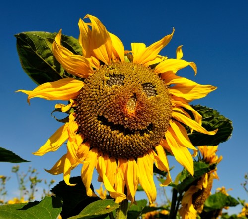 A cheerful sunflower with a smiling face against a clear blue sky.