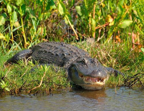 A large crocodile resting on the bank of a river, surrounded by lush green vegetation.