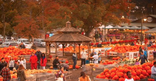 A bustling pumpkin patch with people browsing, surrounded by vibrant orange pumpkins and autumn trees.