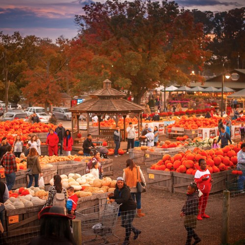 A bustling pumpkin patch at sunset, with people browsing colorful pumpkins and autumn scenery in the background.