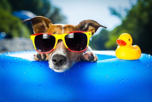 A dog wearing colorful sunglasses relaxes on a blue float next to a rubber duck.