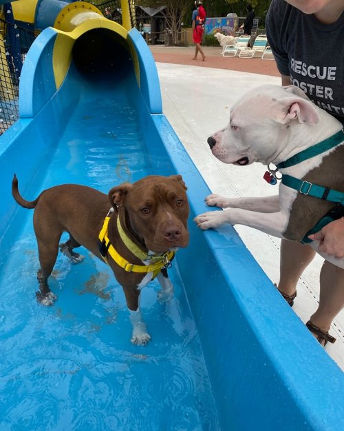 Two dogs play in a blue water slide; a brown dog stands in the water while a white dog leans over the edge.