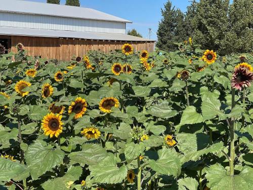 A field of vibrant sunflowers in full bloom, with a barn and trees in the background under a clear blue sky.