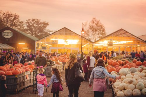 A bustling pumpkin patch at sunset, with families exploring and selecting pumpkins among vibrant displays.