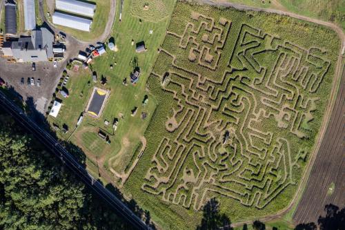 Aerial view of a large corn maze with intricate paths, surrounded by green fields and farm buildings.