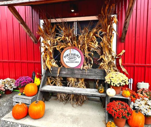 A rustic entrance decorated with corn stalks, pumpkins, and colorful mums, set against a red barn backdrop.