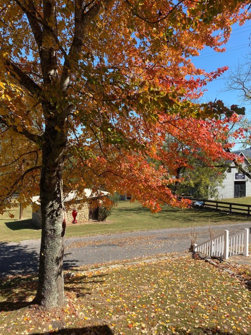 A vibrant autumn scene featuring a tree with orange and yellow leaves, a grassy area, and a clear blue sky.