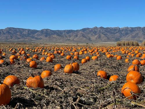 A vast pumpkin patch with numerous orange pumpkins scattered across a field, set against a backdrop of mountains.