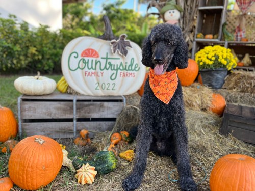 A black poodle wearing an orange bandana sits among pumpkins and hay at a farm-themed autumn display.