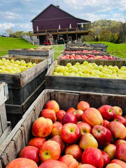 Rows of wooden crates filled with red and green apples, with a barn and trees in the background under a cloudy sky.