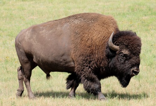 A large bison walking across a grassy field, showcasing its thick fur and prominent horns.