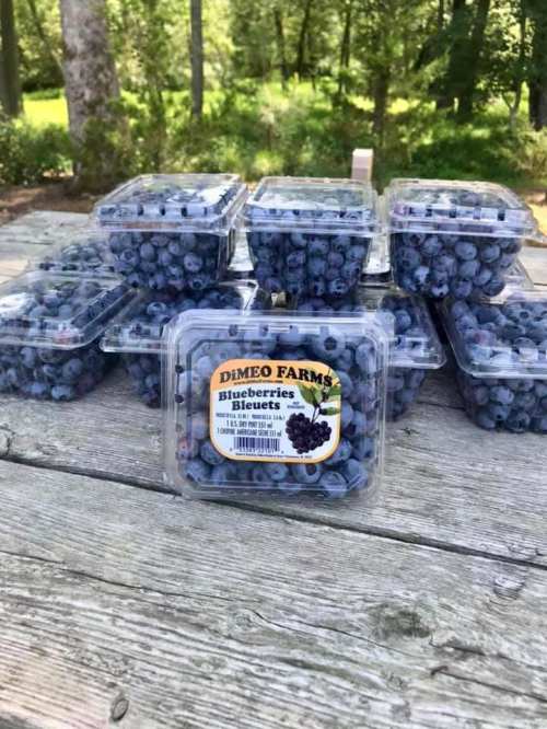 Several clear containers of fresh blueberries stacked on a wooden table, with a label reading "Dimeo Farms."