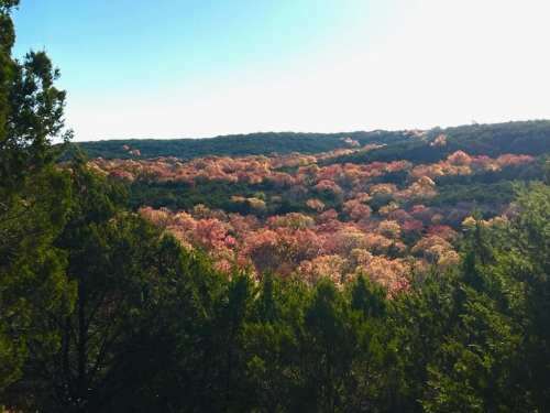 A panoramic view of a colorful forest with autumn foliage under a clear blue sky.