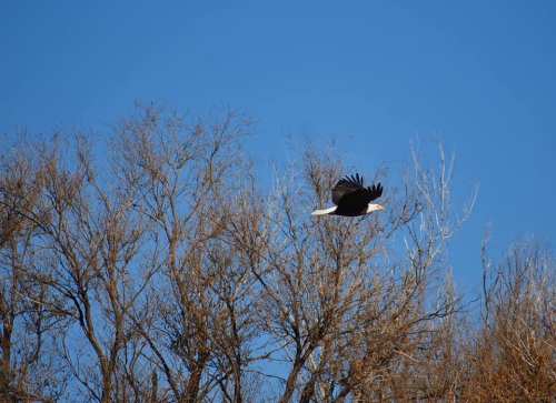 A bald eagle soars above bare trees against a clear blue sky.