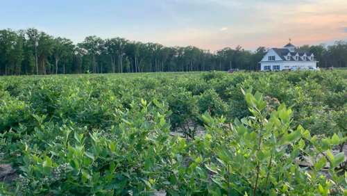 A lush field of blueberry plants with a white house in the background, surrounded by trees under a colorful sky.