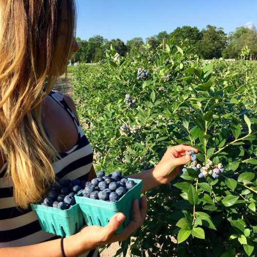 A person holding two containers of blueberries while picking more from a bush in a sunny field.