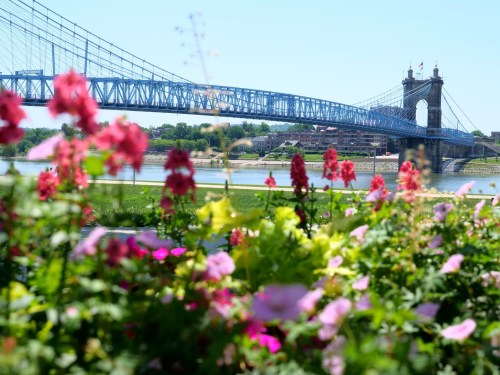 A blue suspension bridge spans a river, framed by colorful flowers in the foreground on a sunny day.
