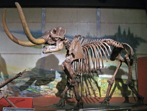 A mounted skeleton of a prehistoric mammoth with large tusks displayed in a museum setting.
