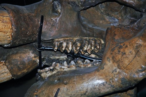 Close-up of a fossilized skull showing large teeth and jaw structure, with metal supports for stabilization.