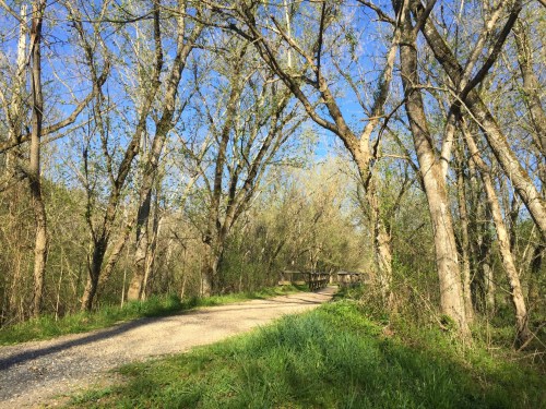 A serene pathway lined with trees, leading to a bridge under a clear blue sky.