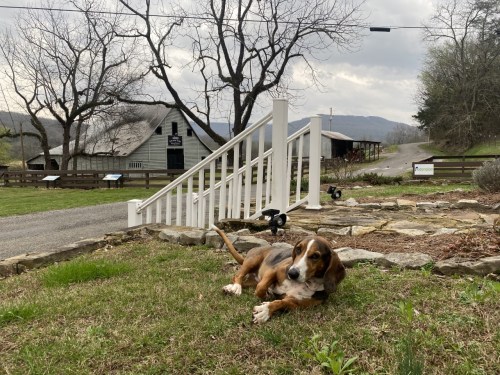 A beagle lies on the grass in front of a farmhouse, with trees and mountains in the background.