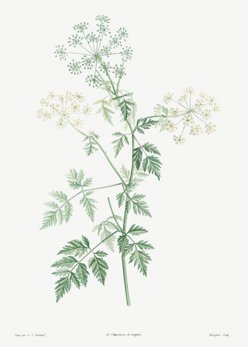 Botanical illustration of a plant with delicate white flowers and feathery green leaves on a light background.