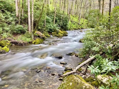 A serene stream flows through a lush green forest, surrounded by trees and moss-covered rocks.