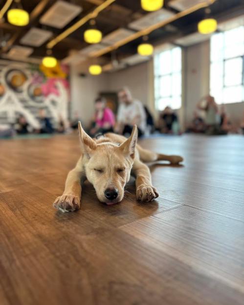 A relaxed dog lies on a wooden floor, eyes closed, in a bright room with people in the background.