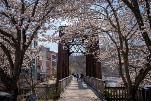 A scenic view of a bridge surrounded by blooming cherry blossom trees, with people walking along the path.