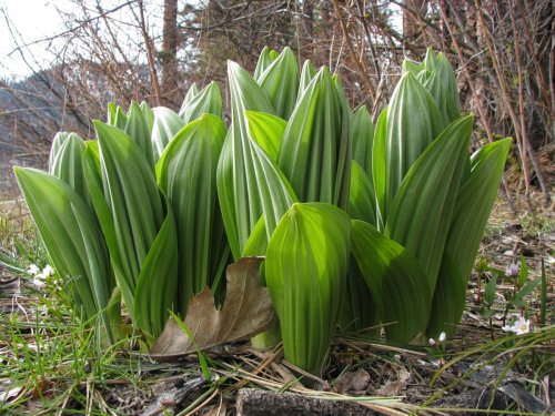 A cluster of vibrant green leaves with distinct stripes, growing in a natural setting among grass and fallen leaves.