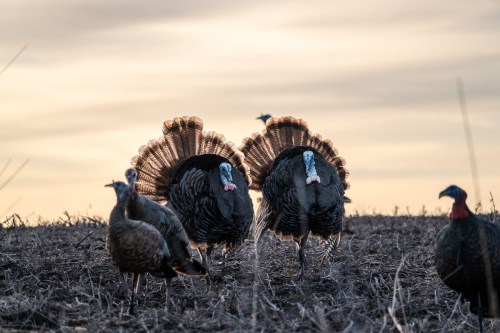 Two male turkeys display their feathers in a field at sunset, with a few hens nearby.