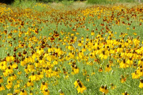 A vibrant field filled with yellow and red wildflowers under a clear sky.