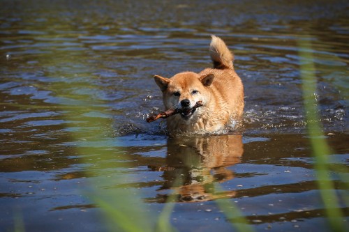 A dog wades through water, happily carrying a stick in its mouth, with green grass in the foreground.