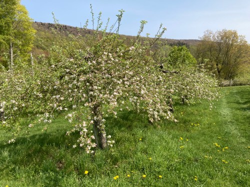 Blossoming apple trees in a green field, with a backdrop of rolling hills and a clear blue sky.