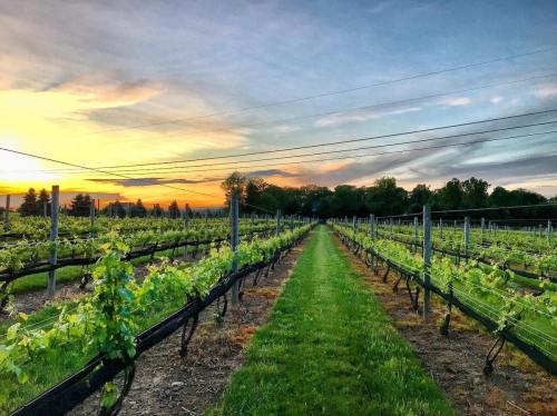 A scenic vineyard at sunset, with rows of grapevines and a vibrant sky in the background.