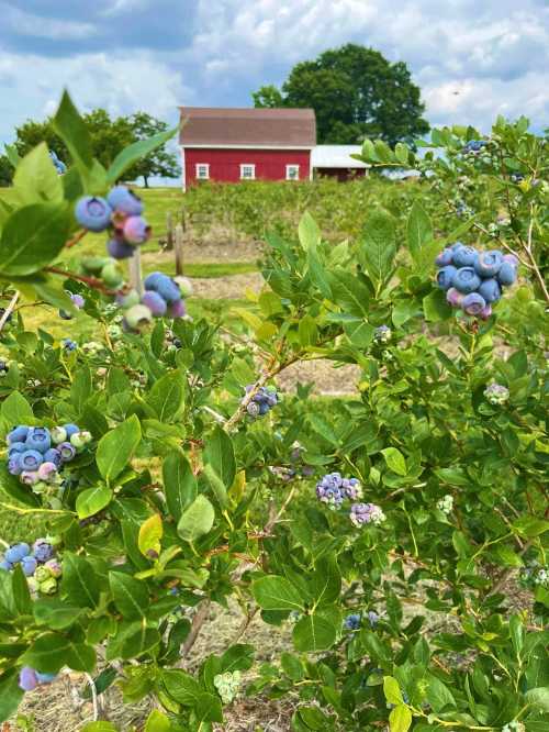 A field of blueberry bushes with ripe berries in the foreground and a red barn in the background under a cloudy sky.