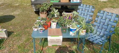 A table with various potted plants for sale, featuring price tags and two folding chairs beside a parked truck.