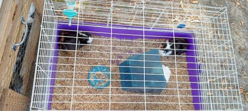 Two guinea pigs in a spacious cage with wood shavings, a blue water bowl, and a small shelter.