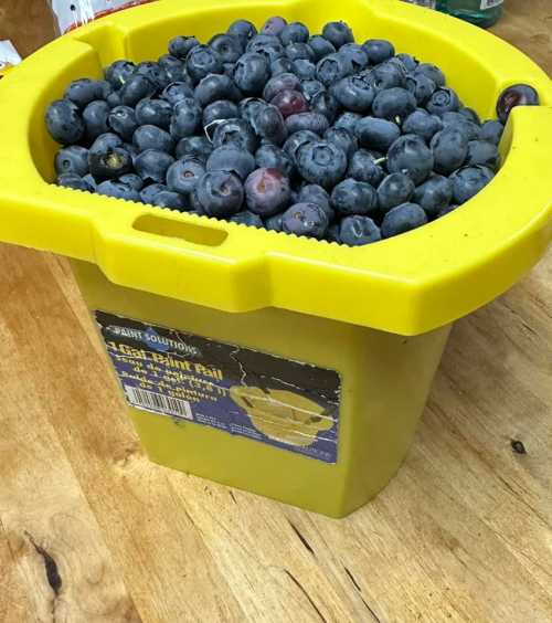 A yellow bucket filled with fresh blueberries, sitting on a wooden surface.