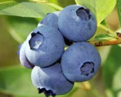 A close-up of a cluster of ripe blueberries on a green plant branch.