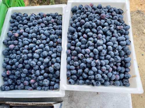 Two white trays filled with fresh, plump blueberries, showcasing their deep blue color.