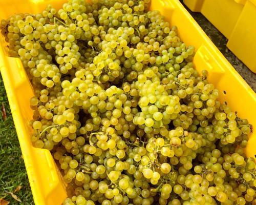 A close-up of green grapes piled in a bright yellow container.