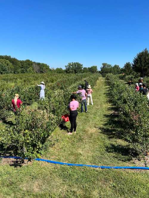 People picking blueberries in a sunny field, surrounded by rows of bushes under a clear blue sky.